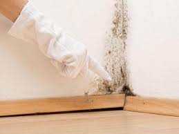 Best Forensic Mold Investigation  in Woodbranch, TX